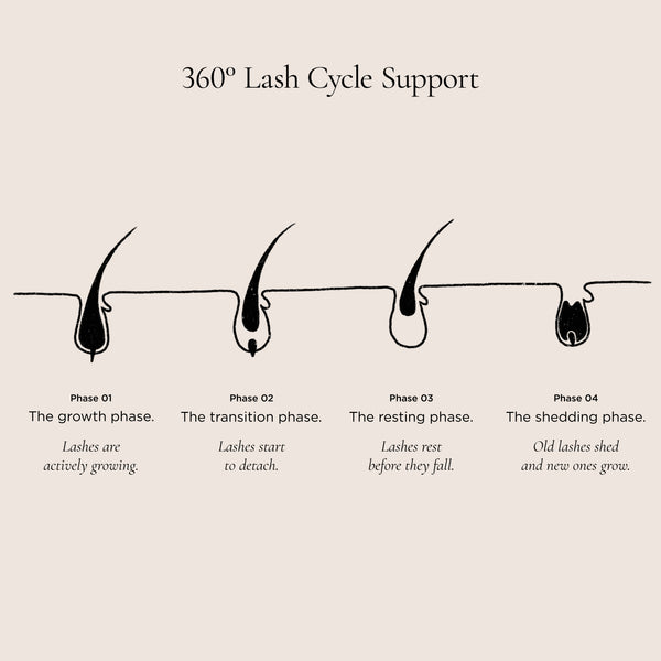 Illustration of the natural eyelash cycle, showing the four stages of lash growth from active growth through to shedding.