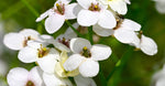 Abyssinian Oil