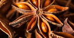 Aniseed Myrtle