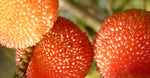 Berry Fruit Wax