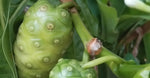 Noni Fruit
