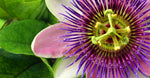 Passion Flower Oil