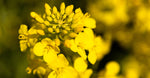Rapeseed Polymers