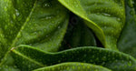Green Tea Extract