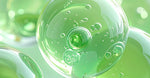 Plant Ceramides