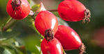 Rosehip Oil