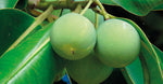 Tamanu Extract