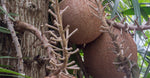 Shala Tree Resin