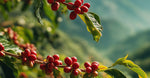 Coffee Cherry Extract