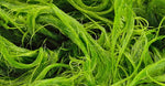 Algae Extract