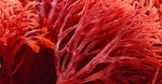 Red Algae Extract