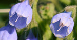 Allantoin