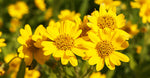 Arnica Extract