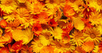 Calendula extracts