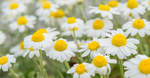 Chamomile Extract