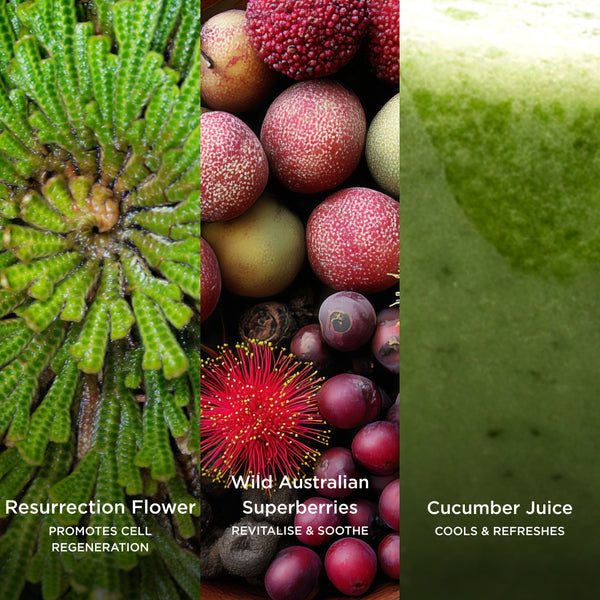 Resurrection Flower promotes cell regeneration, Wild Australian Superberries revitalise and soothe, and Cucumber Juice cools and refreshes in a botanical skincare visual.