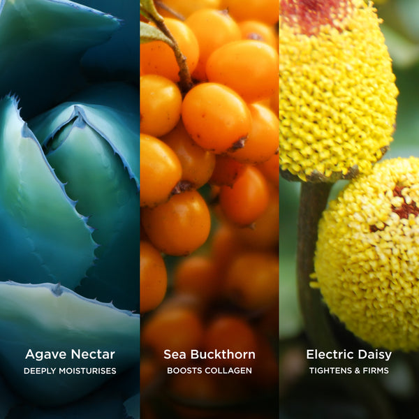 Ingredient close-ups highlighting agave nectar, sea buckthorn and electric daisy skincare benefits.