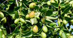 Golden Jojoba