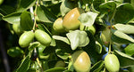 Shea, Mango and Jojoba Oils