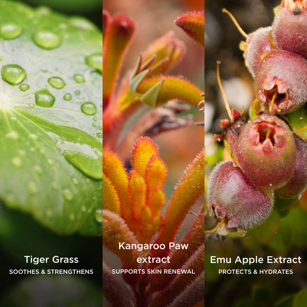 Ingredient collage featuring Tiger Grass, Kangaroo Paw Extract and Emu Apple Extract, highlighting botanicals that soothe, support skin renewal, and help protect and hydrate delicate skin.