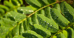 Moringa Seed Oil