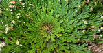 Resurrection Flower Extract