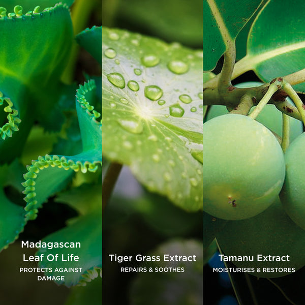 Leaf Of Life protects against damage, Tiger Grass Extract repairs and soothes, and Tamanu Extract moisturises and restores shown with fresh green botanicals.